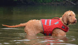 dog-shallow-water-teach