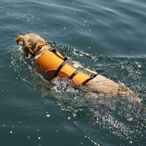 Dog Swimming with Life Jacket On