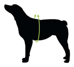 how to measure for dog life jacket