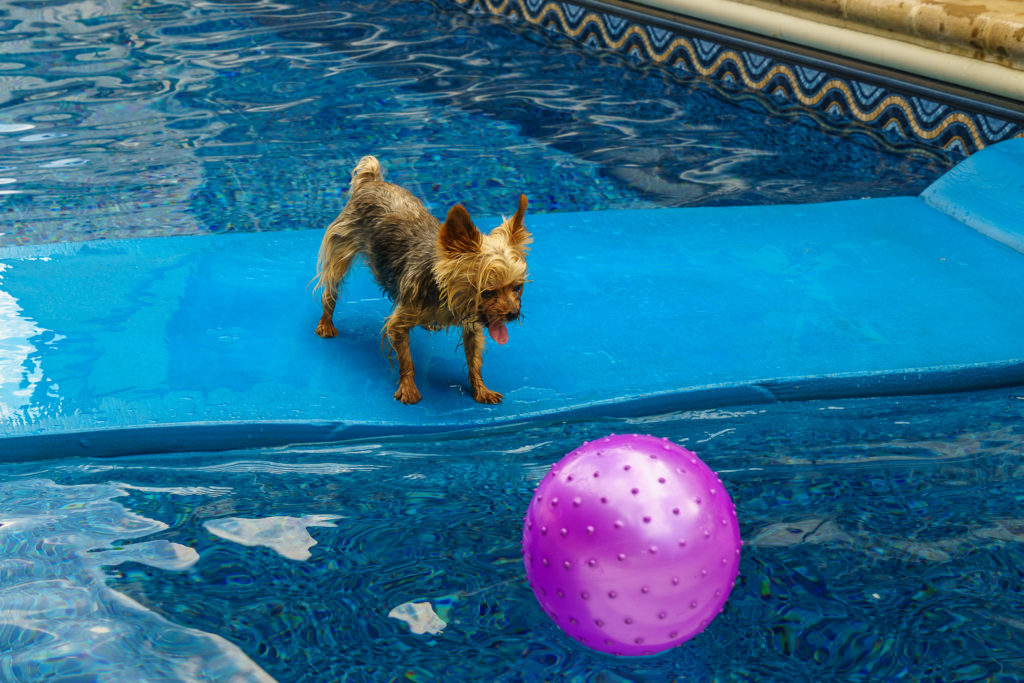 Dog Playing in Pool With Ball