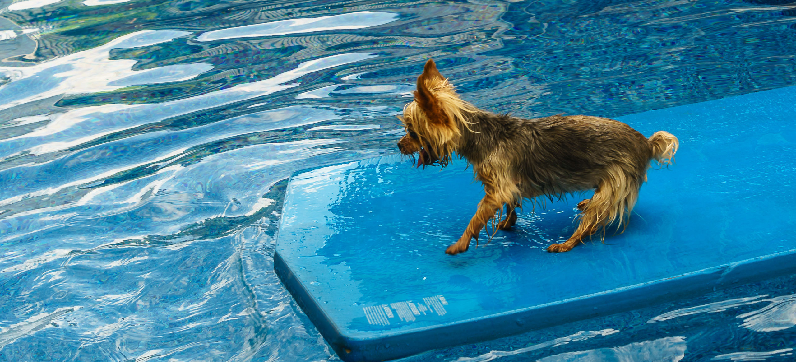 Yorkies Playing in the Pool With Ball