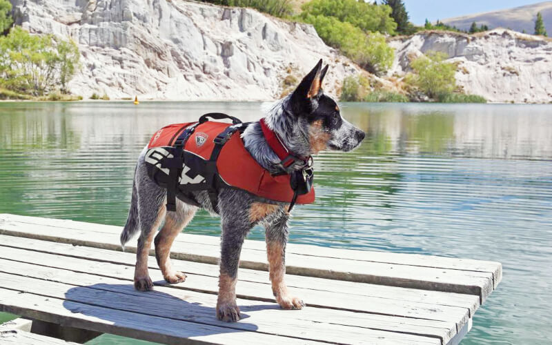 best-dog-life-jackets